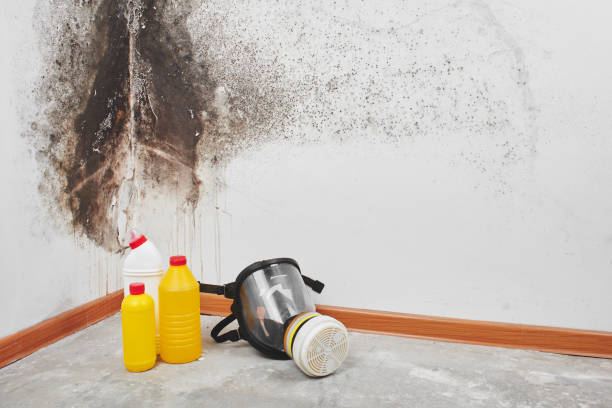 Best Attic Mold Remediation in Blountsville, AL
