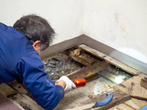 Best HVAC Mold Remediation in Blountsville, AL