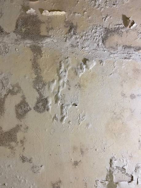 Best Industrial Mold Remediation in Blountsville, AL