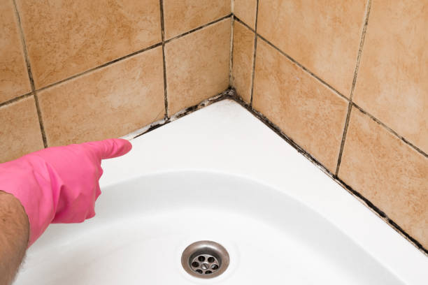 Best Residential Mold Remediation in Blountsville, AL