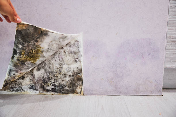 Best DIY Mold Remediation Support Services in Blountsville, AL